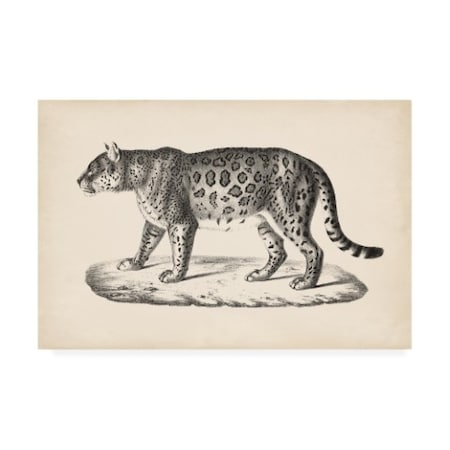 Brodtmann 'Brodtmann Female Leopard' Canvas Art,16x24
